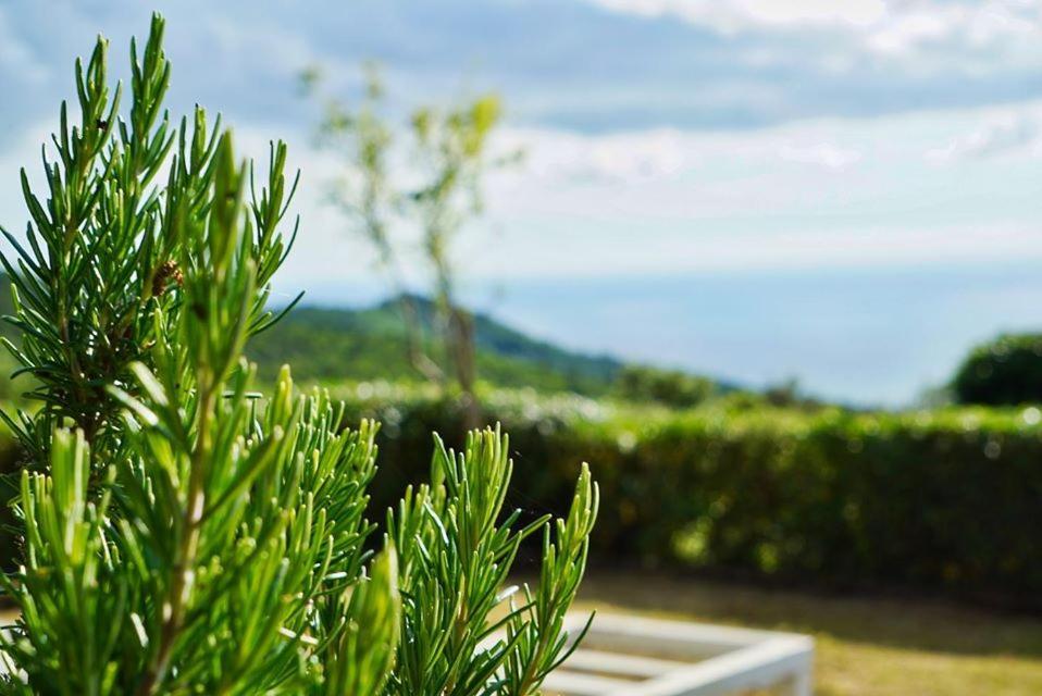 B&B Il Piccolo Paradiso Montenero  Exteriér fotografie